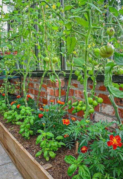 Tomato Companion Plants, Companion Gardening, Tattoo Plant, Meditation Garden, Garden Wallpaper, Veg Garden, Tomato Garden, Home Vegetable Garden, Vegetable Garden Design