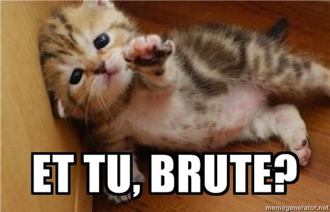 Et tu, Brute?  Hilarious and sad at the same time.  :D :( Animal Humor, Zombie Walk, Cutest Animals, 웃긴 사진, Funny Cat Pictures, Cat Stuff, Cute Animal Photos, Cute Kittens, Animal Quotes