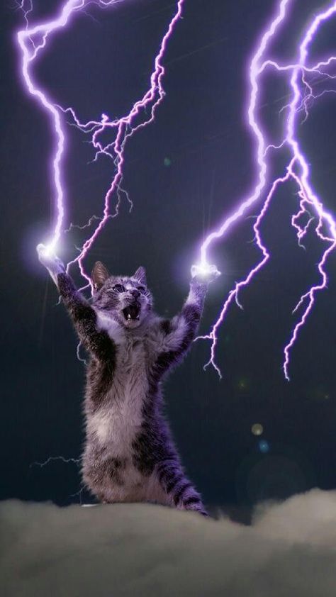 All hail the Lightning God Cat (a nice phone wallpaper) Acid Trips, Lightning God, Cactus Bathroom, Cryptidcore Aesthetic, Söpö Kissa, Cat Phone Wallpaper, Reka Bentuk Grafik, Regnul Animal, Söt Katt