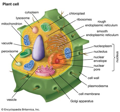 plant cell | Definition, Characteristics, & Facts | Britannica Plant Cells, Plant Vs Animal Cell, Plant Cell Drawing, Plant Cell Organelles, Plant Cell Drawing With Label, Cell Definition, Plant Cell Parts, Plant Cell Labeled, Plant Vs Animal Cell Diagram