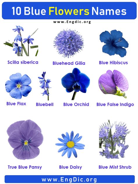 10 Blue Flowers names with Pictures, Flower Names One of the many joys of Spring is when the flowers start to bloom. Here are 10 blue flowers with the names and pictures to help you identify them. Blue Flower Names List Blue Daisy Bluebell Blue Hibiscus Blue Flax Blue False Indigo Blue Orchid Blue Mist Shrub Bluehead Gilia Scilla siberica True Blue Pansy Blue Flower Names with Pictures Blue Daisy It is a member of the family Ranunculaceae which contains around 800 genera and 10,000 species. It i Pictures Of Blue Flowers, Blue Flowers Meaning, Unique Flowers Names, Blue Annual Flowers, Tall Blue Flowers, Blue Colour Flowers, Types Of Blue Flowers For Wedding, Natural Blue Flowers, Blue Flower Types