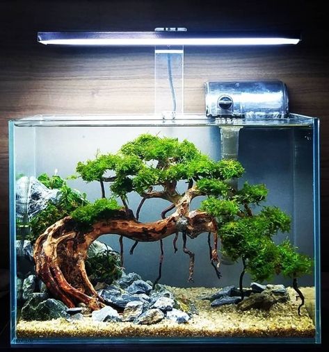 Tank Aquariums, Aquascape Ideas, Tanaman Air, Wabi Kusa, Freshwater Aquarium Plants, Taman Air, Fish Tank Terrarium, Diy Fish Tank, Aquascape Design