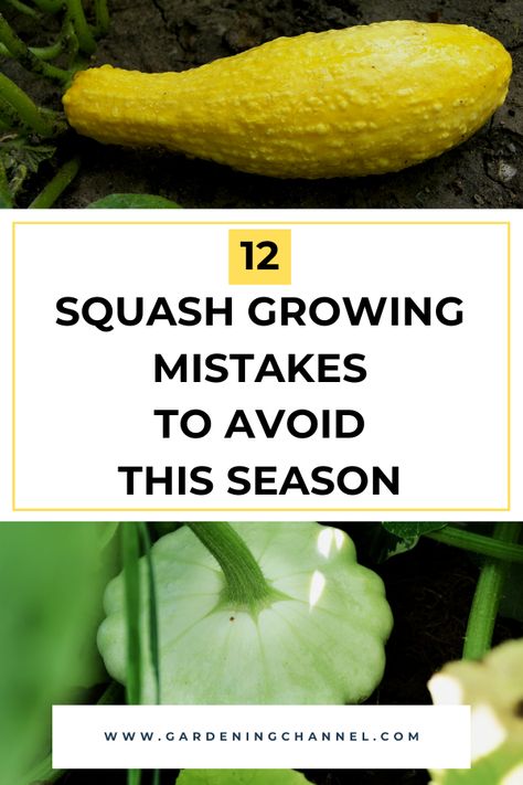 crookneck and pattypan squash with text overlay twelve squash growing mistakes to avoid this season Squash In Raised Beds, When To Harvest Squash, Growing Butternut Squash, Squash Garden, Squash Growing, Canned Squash, Baby Squash, Squash Flowers, Crookneck Squash