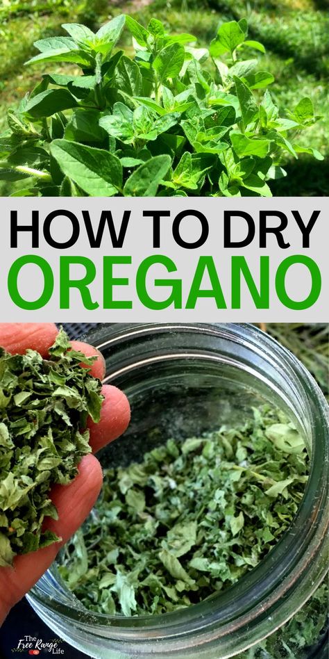 Dry Oregano, Preserve Fresh Herbs, Drying Fresh Herbs, Oregano Plant, Preserving Herbs, Harvesting Herbs, Oregano Leaves, Medicinal Herb, Herb Recipes