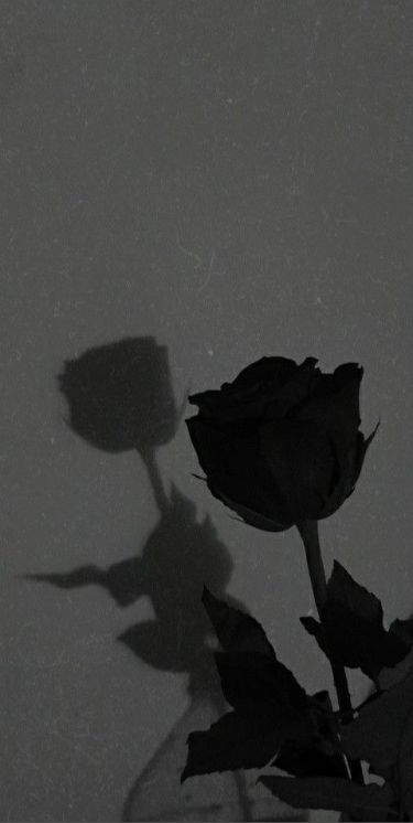 Black Roses Wallpaper, Black And White Roses, Pretty Wallpapers Tumblr, Vintage Flowers Wallpaper, Aesthetic Roses, Love Backgrounds, Dark Flowers, Shadow Pictures, Black And White Background