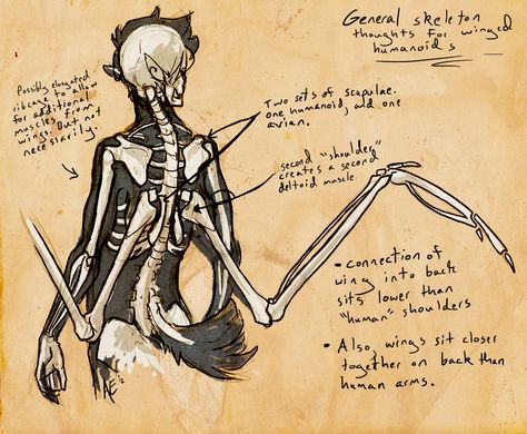 Wing Anatomy, Winged People, Bird People, Wings Drawing, Turtle Art, Anatomy Drawing, Poses References, Anatomy Reference, Drawing Tutorials