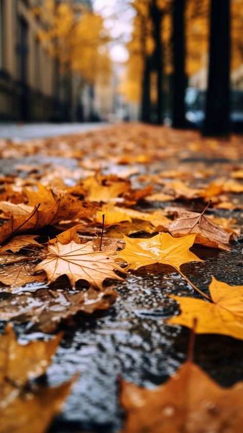 Autumn leaves fallen street plant leaf. | premium image by rawpixel.com / kanokrat ploytabtim Fall Leaves Picture Ideas, Fallen Leaves Aesthetic, Fall Foliage Aesthetic, Autumn Trees Photography, Autumn Leaf Photography, Fall Leaves Aesthetic, Fall Leaves Pictures, Overhead Photography, Photoshoot Forest