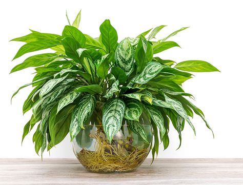 Water Plants Indoor, Tanaman Air, Chinese Evergreen Plant, Best Bathroom Plants, Plants Grown In Water, Taman Air, Arrowhead Plant, Indoor Water Garden, Hydroponic Growing