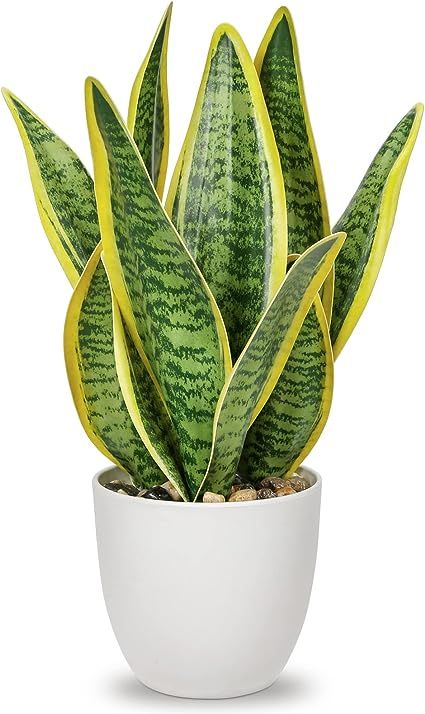 White Pots, Sansevieria Plant, Sansevieria Trifasciata, Artificial Plants Indoor, House Plant Pots, Agave Plant, White Planters, Succulents Indoor, Foliage Plants