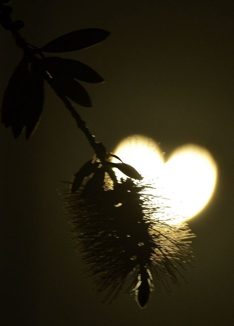 A branch foregrounds the heart shaped sun during an annular solar eclipse seen from Los Angeles Heart In Nature, Burning Love, I Love Heart, Heart Images, Airbrush Art, Beating Heart, With All My Heart, Jolie Photo, Heart Soul