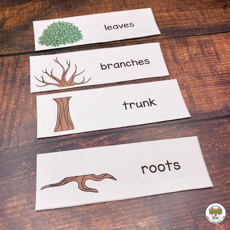 Leaves & Trees Activity Pack - Pre-K Printable Fun Trees Preschool Activities, Trees Preschool, Printable Preschool Activities, Life Cycles Preschool, Tree Life Cycle, Nature Lessons, Fall Lesson Plans, Trees For Kids, Tree Study