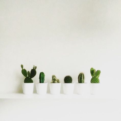 // LETS TALK MOOD // 🌱 I struggled EVERYDAY with feelings of sadness and it was taking over me, this is a huge reason why I LOVE what I… Kaktus Dan Sukulen, Cactus Planta, Farmhouse Side Table, Plants Are Friends, Cactus Y Suculentas, Deco Floral, Pretty Plants, Decor Minimalist, Décor Diy