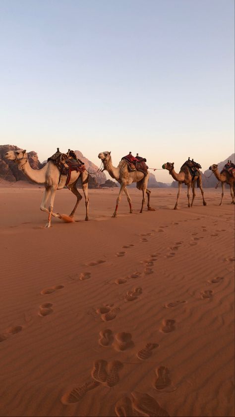 Camel in jordan 🇯🇴 #camel #jordan #travelling #desert #jordantravel Ig: @layalhbl Jordan Desert Aesthetic, Jordan Holiday, Jordan Desert, Jordan Aesthetic, Jordans Aesthetic, Jordan Country, Egypt Aesthetic, Jordan Travel, I Want To Travel