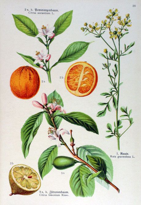 citrus Ruta Graveolens, Illustration Botanique Vintage, Illustration Botanique, Botanical Illustration Vintage, Vintage Botanical Prints, Scientific Illustration, Illustration Vintage, Botanical Drawings, Plant Illustration