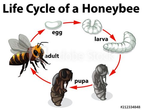 Life Cycle Of Insects Preschool, Bee Diagram, Mosquito Life Cycle, Moth Life Cycle, Bee Identification, Honey Bee Drawing, Funny Professor, Honey Bee Life Cycle, Biology For Kids