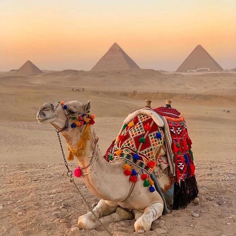 How to enjoy Giza day tours during your vacation? Camels Art, Egypt Aesthetic, Pyramids Egypt, Marsa Alam, Great Pyramid Of Giza, Egypt Tours, Visit Egypt, Sharm El Sheikh, Egyptian Culture