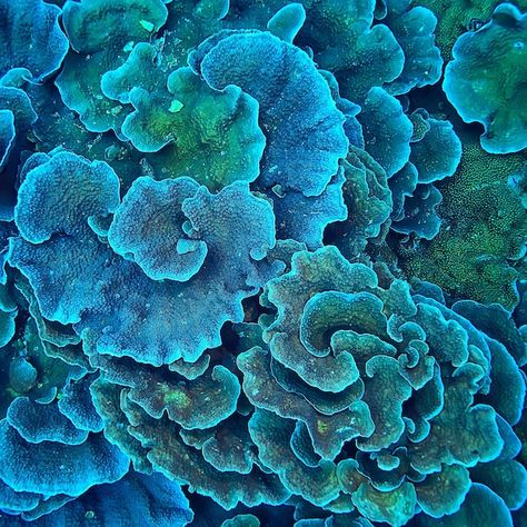 Coral Reef Texture, Deep Sea Plants, Coral Reef Photography Landscape, Ceramic Coral Reefs, Coral Reef Drawing, Coral Reef Photography, Macro Texture, Coral Reef Pattern, Reef Pattern