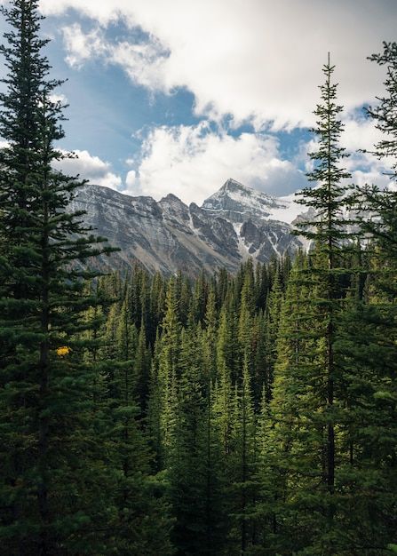 Green pine forest with rockies mountain ... | Premium Photo #Freepik #photo #pine-forest #forest-mountains #tree-landscape #valley Pine Trees And Mountains, Pine Forest Mountain, Pine Forest Landscape, Fantasy Pine Forest, Pine Tree Photography, Pine Tree Landscape, Forest Landscape Photography, Mountain And Forest, Mountain Trees