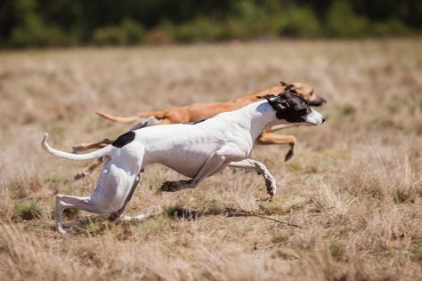 Genetic Study Reveals Why Some Dogs Are Athletic And Other Dogs Are Feisty https://www.forbes.com/sites/fionamcmillan/2018/07/27/genetic-study-reveals-why-some-dogs-are-athletic-and-other-dogs-are-feisty/ Athletic Dogs, Sporting Dogs, Hunting Dogs, Genetic, Dog Breeds, Dogs, Animals, Quick Saves, Nature