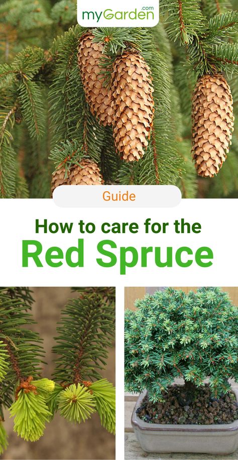 The Red Spruce (Picea abies), also known as the Red Fir or Common Spruce belongs to the pine family (Pinaceae) and is the only spruce species that is native to Central Europe. In 2017 it was named Tree of the Year. The Red spruces is erroneously called the "Red fir", although the tree clearly belongs to the genus of the spruce (Picea) and has different characteristics. Learn in this mygarden-guide everything you need to know about planting and care! #mygardencom #mygarden #redspruce #redfir Spruce Bonsai, Small Rustic Bathrooms, Heather Gardens, Picea Abies, Spruce Trees, Norway Spruce, The Spruce, Conifer Trees, Single Tree