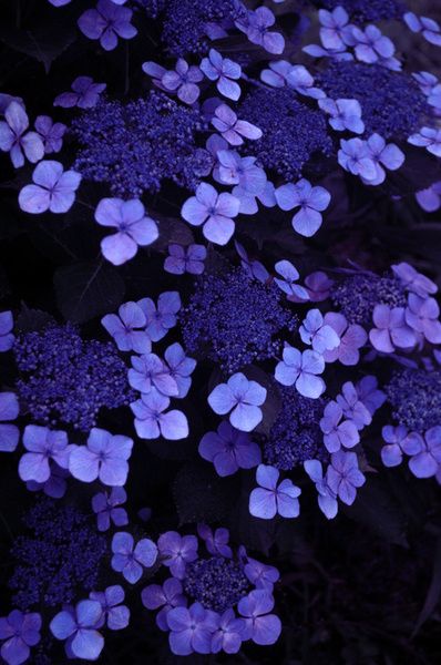 blue/purple Wedding Flowers Blue Hydrangea, Blue Wedding Flowers, Planting Hydrangeas, Blue Hydrangea, Alam Yang Indah, Blue Aesthetic, Love Flowers, Pretty Flowers, In The Dark