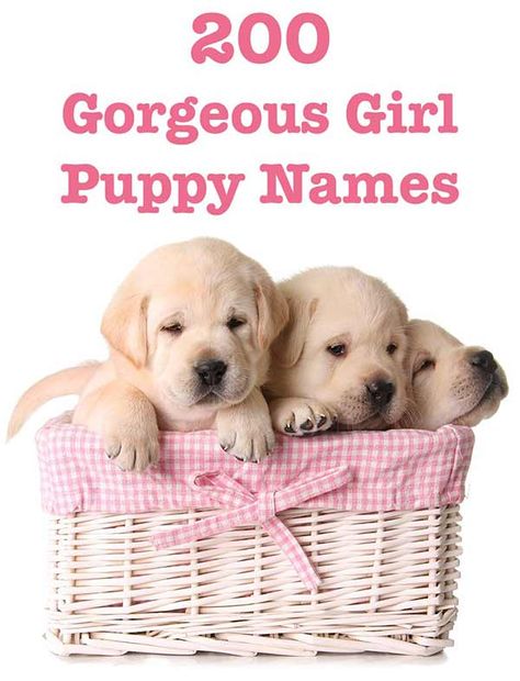 Girl Puppy Names Unique, Puppy Girl Names, Best Female Dog Names, Puppy Names Unique, Girl Dog Names Unique, Puppies Names Female, Small Dog Names, Funny Dog Names, Cute Puppy Names