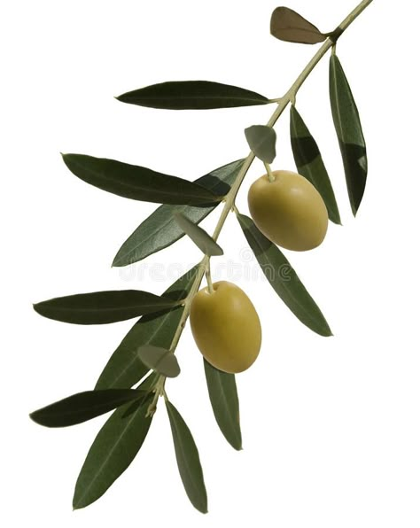 Olive branch with two olives. Olive plant, branch with leaves and two olives , #AFFILIATE, #branch, #Olive, #olives, #leaves, #plant #ad Olive Plant, Branch With Leaves, Infused Olive Oil, Organic Olive Oil, Olive Leaf, Olive Branch, Olive Tree, Nature Images, Botanical Illustration