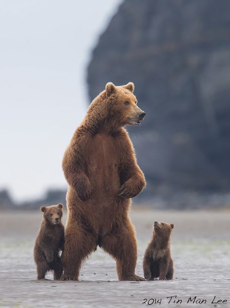 Regnul Animal, Nosara, Brown Bears, Tin Man, Grizzly Bear, Sweet Animals, Animal Planet, Animal Photo, Nature Animals