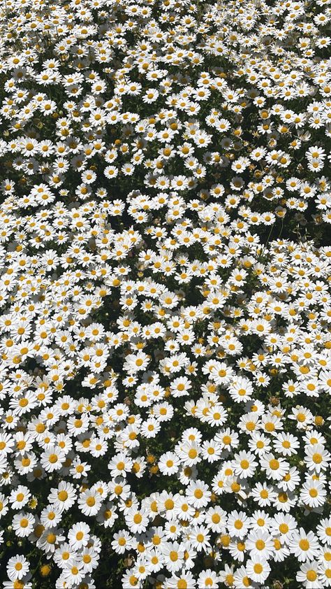 #flowers #daisy #daisies