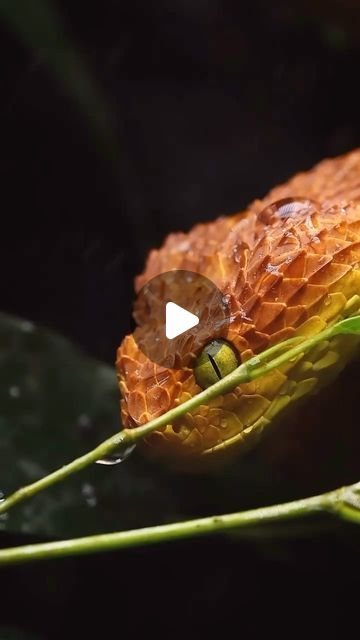 Exotic Animals on Instagram: "Amazing Bush Viper 🧡
Video by @severus_snakes 
#ExotixAnimals
-
-
-
#bushviper #vipersnake #viper #wildlife #wildlifeplanet #snakes #snakesofinstagram #snakesofig #snakelover #wildlifephotography" Bush Viper, Viper Snake, Snake Lovers, Exotic Animals, Exotic Pets, Snakes, Wildlife Photography, Animals, On Instagram