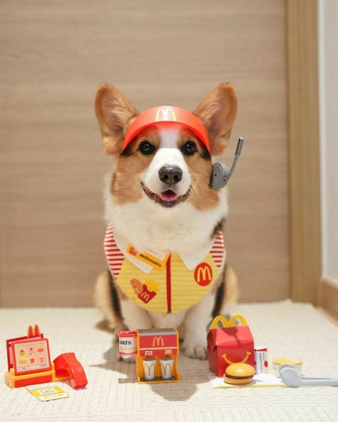 Corgi Aesthetic, Corgi Costume, Baby Corgi, Life Plans, Cute Corgi Puppy, Animal Humour, May I Help You, Corgi Puppy, Cute Corgi