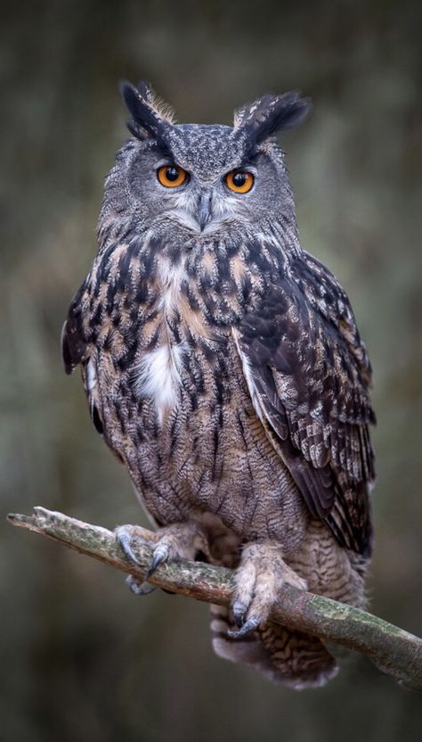 Animal Paintings Acrylic, Eurasian Eagle Owl, Owl Animal, Animal Eyes, Owl Photography, Owl Images, Owl Wallpaper, Owl Photos, Owl Eyes