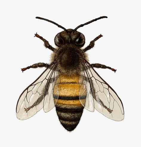 Honey Bee Reference, Bee Drawing Reference, Bee Design Art, Bee Reference, Insects Images, Bees Images, Images Of Bees, Bees Drawing, Insect Reference