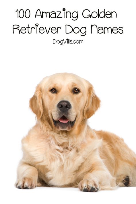 On the hunt for some clever Golden Retriever dog names? Then you'll love our list! Check out 100 adorable ideas that we love! Golden Retriever Names Male, Golden Retriever Dog Names, Labrador Retriever Names, Golden Retriever Puppy Training, Puppies Names Female, Adoption Tips, Pets Wallpaper, Boy Dog Names, Golden Retriever Names