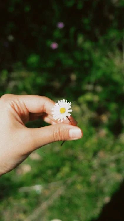 Hand With Flower Photography, Flower Holding Hand, A Hand Holding A Flower, Flower Gift Snapchat Story, Gift Snapchat, Hand Picked Flowers, Flower In Hand, Hand Holding Flower, Hand Study