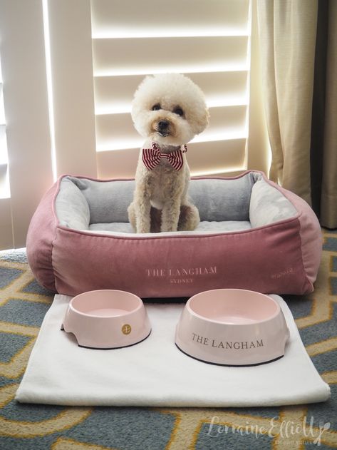 The Langham Sydney Pampered Pets Program @ Not Quite Nigella King Room, Seafood Tower, Pampered Pets, 5 Star Hotel, Think Pink, Breakfast In Bed, Reception Desk, Happy Dogs, 5 Star Hotels