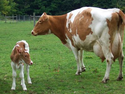 Family Cow, Miniature Cattle, Guernsey Cow, Pet Ducks, Dairy Cattle, Dairy Cow, Fluffy Cows, Cow Pictures, Farm Cow