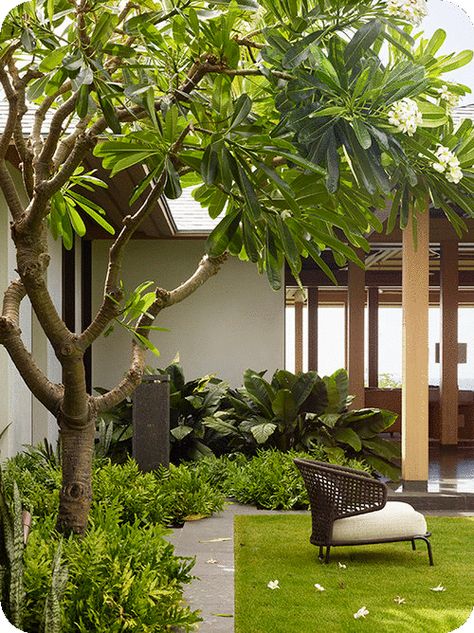 Frangipani Garden Design, Resort Landscaping Ideas, Landscape Modern Design, Modern Tropical Landscape, Frangipani Landscaping, Tropical Resort Landscape Design, Plumeria Landscape, Modern Tropical Landscape Design, Plumeria Landscaping Ideas