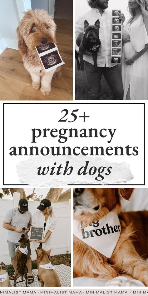 Looking for some inspo for planning a pregnancy announcement with your dog? These creative pregnancy announcement photos with dogs are SO cute and unique - you can't miss them! (Perfect for mamas looking for: Dog Ultrasound Announcement, Dog And Pregnant Belly Photo Ideas, Baby Due In May Announcement, Pregnant Announcement With Dog, First Trimester Pictures, Simple Gender Reveal Ideas With Dogs, Pregnancy Announcement Including Dog, Announcing Pregnancy Picture Ideas, Maternity Photo Shoot Ideas With Pets