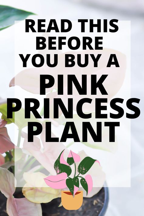 Pink Pothos Plant, Repotting Pink Princess Philodendron, Pink Princess Symphony Caladium, Phylodendrum Pink Princess, Pink Princess Propagation, Pink Princess Philodendron Tattoo, White Princess Philodendron, Pink House Plants, Pink Philodendron