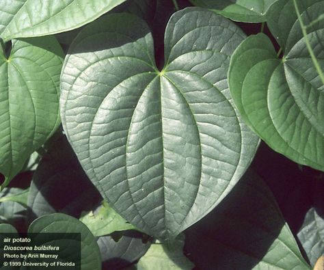 This aggressive invasive, so-called air potato, is for sale in several local nurseries. Do not buy it -- I speak as one who has battled it in my yard for ten years. Plants In Florida, Butterfly Garden Plants, Potato Vines, See And Say, Invasive Plants, Plant List, University Of Florida, Aquatic Plants, Butterfly Garden