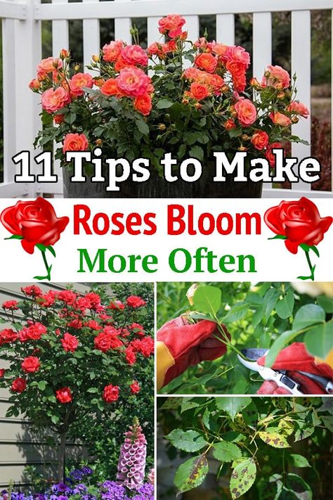 Want to make your roses flower profusely? These Tips to Make Roses Bloom will turn them bigger, vibrant, and more fragrant! Where To Plant Rose Bushes, Most Fragrant Roses, Roses Not Blooming, What To Plant With Roses, Rose Garden Ideas, Roses Garden Care, Rose Bush Care, Rose Ideas, Rose Blooming