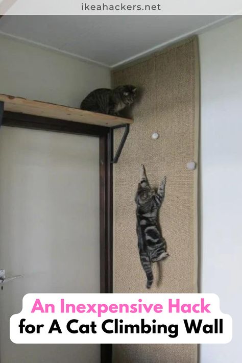 Diy Cat Wall Ideas, Cat Ladders, Apartment Cat, Cat Room Diy, Diy Cat Shelves, Cat Room Decor, Cat Climbing Shelves, Cat Climbing Wall, Katt Grejer