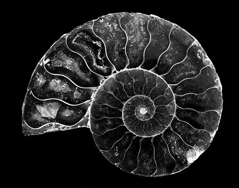 https://flic.kr/p/JtcXq6 | 024693763427-101-Ammonite Shell  Fossil Stone-5-Black and White | More tabletop macro photography.  Fossil of a Ammonite shell of a extinct sea creature.  Example of the golden ratio spiral in nature. in Black and White Spiral In Nature, Golden Ratio Spiral, Geometric Tattoo Sleeve Designs, Spirals In Nature, Shell Fossil, Ammonite Shell, Scratchboard Art, Form Drawing, Spiral Art