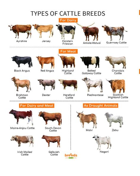 Heritage Breeds Livestock, Types Of Cows, Jersey Cattle, Dexter Cattle, Livestock Judging, Breeds Of Cows, Animal Infographic, Raising Farm Animals, Dairy Cattle