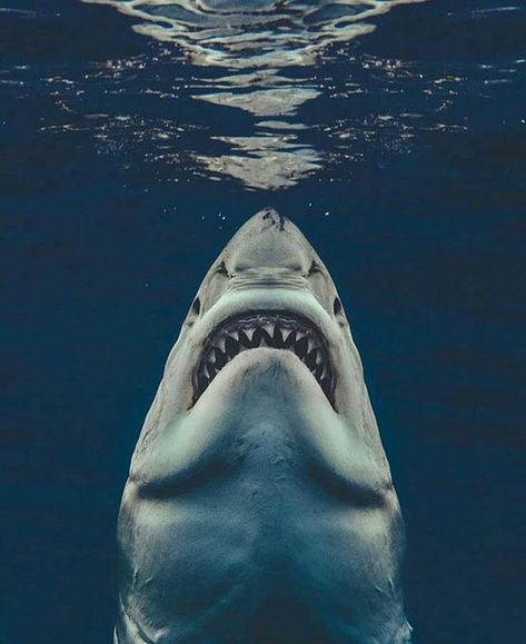 Shark jeek on Instagram: “Hi‚Look up 🐳🐋🔝🔝 #sharks #shark #ocean #sea #underwater #fish #underwaterphotography #nature #travel #diving #sharkweek #scubadiving…” Shark Cage, Shark Photos, Swimming In The Ocean, Shark Pictures, Wow Photo, Shark Art, Shark Lover, Kitesurfing, Shark Week