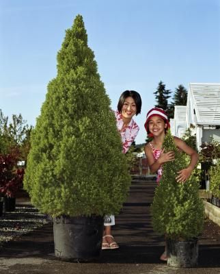 How to Grow Evergreens in Pots   I have 2 huge pots- I want to transplant a couple of young pines into them for by my front door. hmmmmmm Potted Trees Patio, Emerald Green Arborvitae, Arborvitae Tree, Patio Trees, Conifer Trees, Winter Plants, Evergreen Plants, Potted Trees, Evergreen Trees