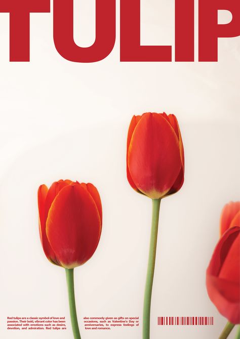 #graphicdesign #poster #typography #illustrator #photoshop #adobe #behance #itsnicethat #tulips #red Tulips Graphic Design, Red And Pink Poster Prints, Flowers Poster Design, Tulip Graphic Design, Poster Flowers Design, Flower Poster Aesthetic, Red Poster Aesthetic, Posters Flowers, Tulips Illustration