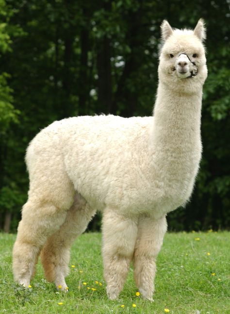 Alpaca Lama Animal, Alpaca Stuffed Animal, Steins Gate, Alpaca Farm, Cute Alpaca, Llama Alpaca, Wibbly Wobbly Timey Wimey Stuff, In The Corner, Superwholock