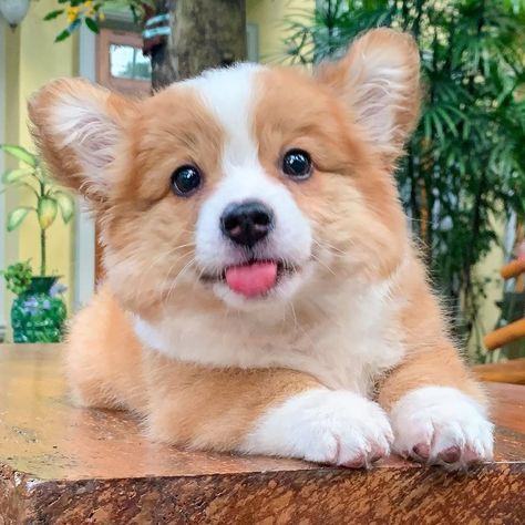 Baby Corgis, Corgis Puppies, Baby Corgi, Dog Corgi, Cute Corgi Puppy, 골든 리트리버, Happy News, 강아지 그림, Really Cute Dogs